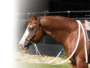 Professional's Choice Rawhide Nose Loping Hackamore